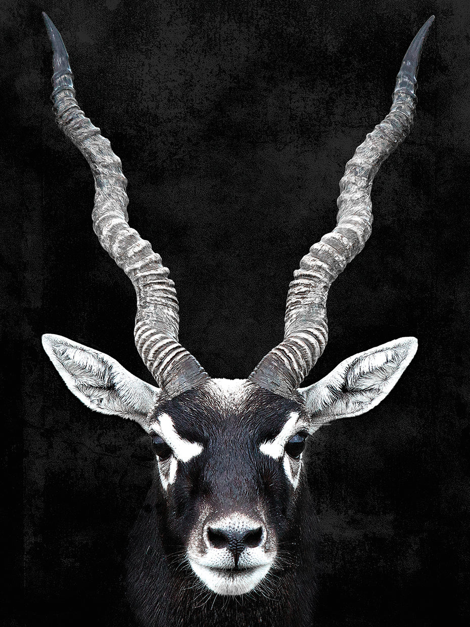 Antelope Portrait