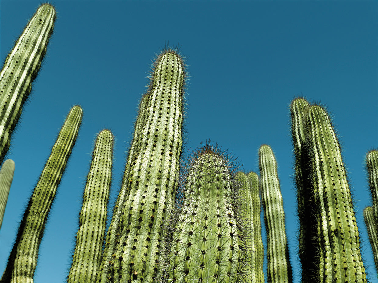 Cactus with Blue Sky