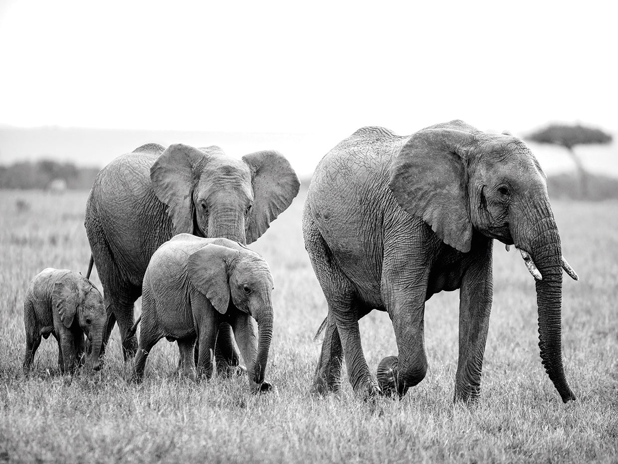 Elephant Family