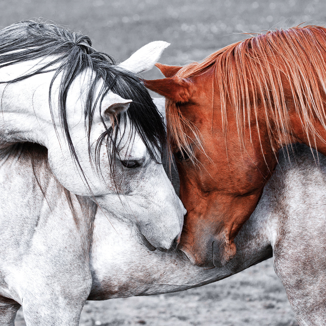 Horse of a Different Color