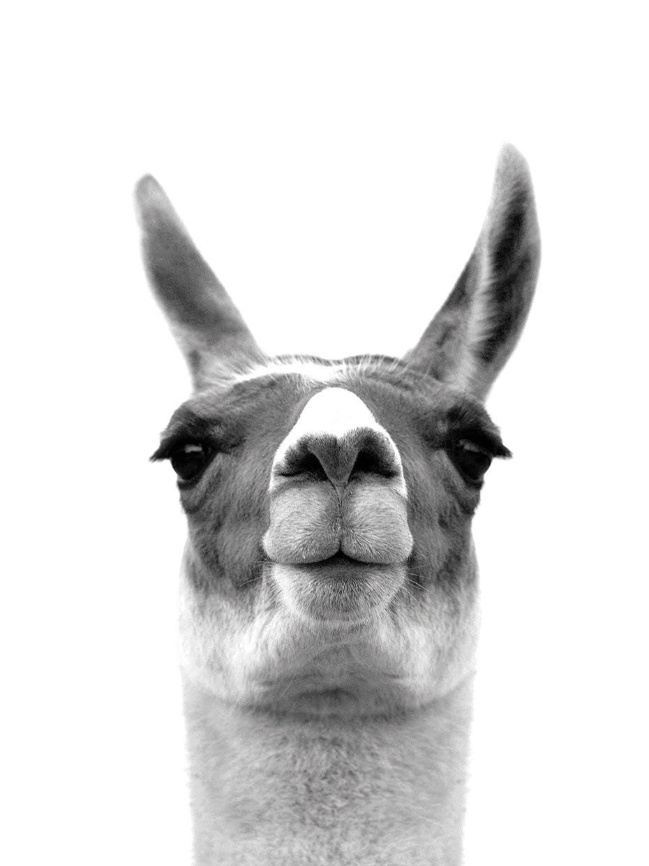 Listening Llama