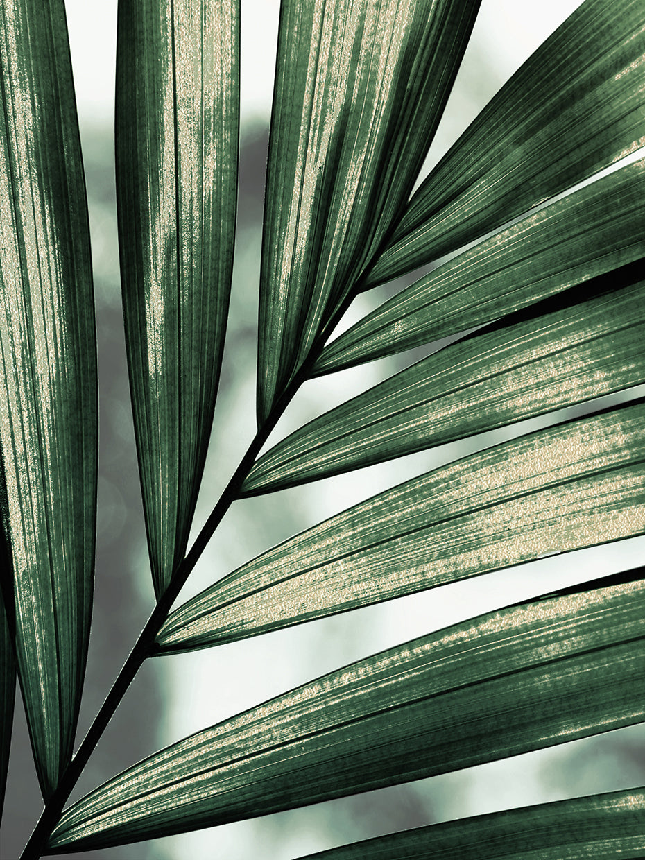 Palm Frond