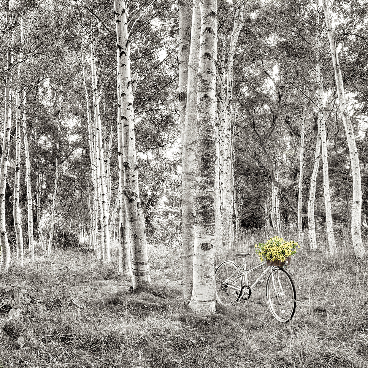 Sunflower Bicycle Ride