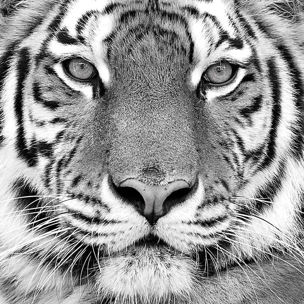 Arte de la lona del tigre
