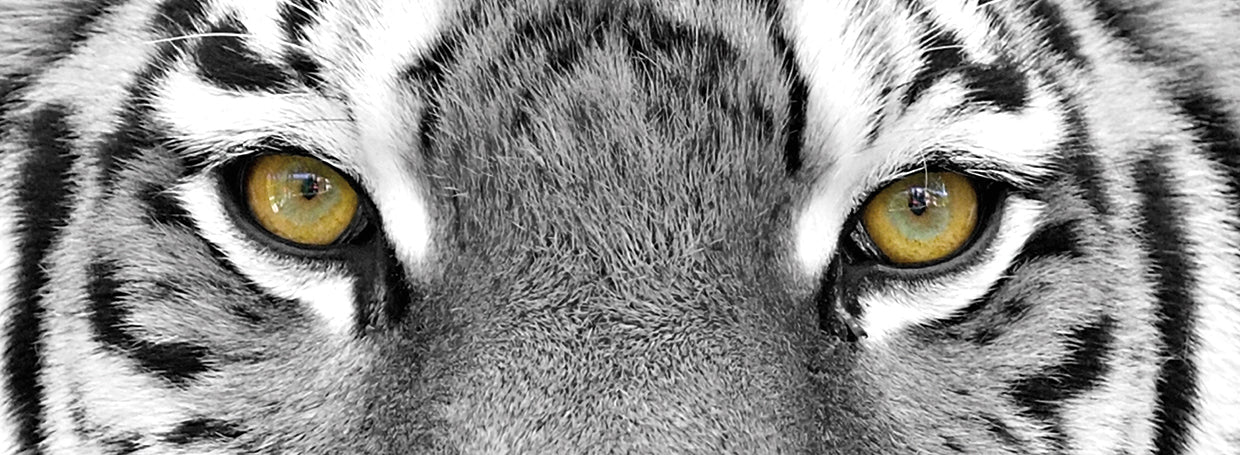 Tiger Eyes