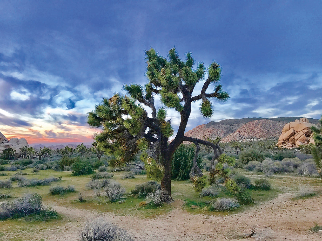 Joshua Tree Moment