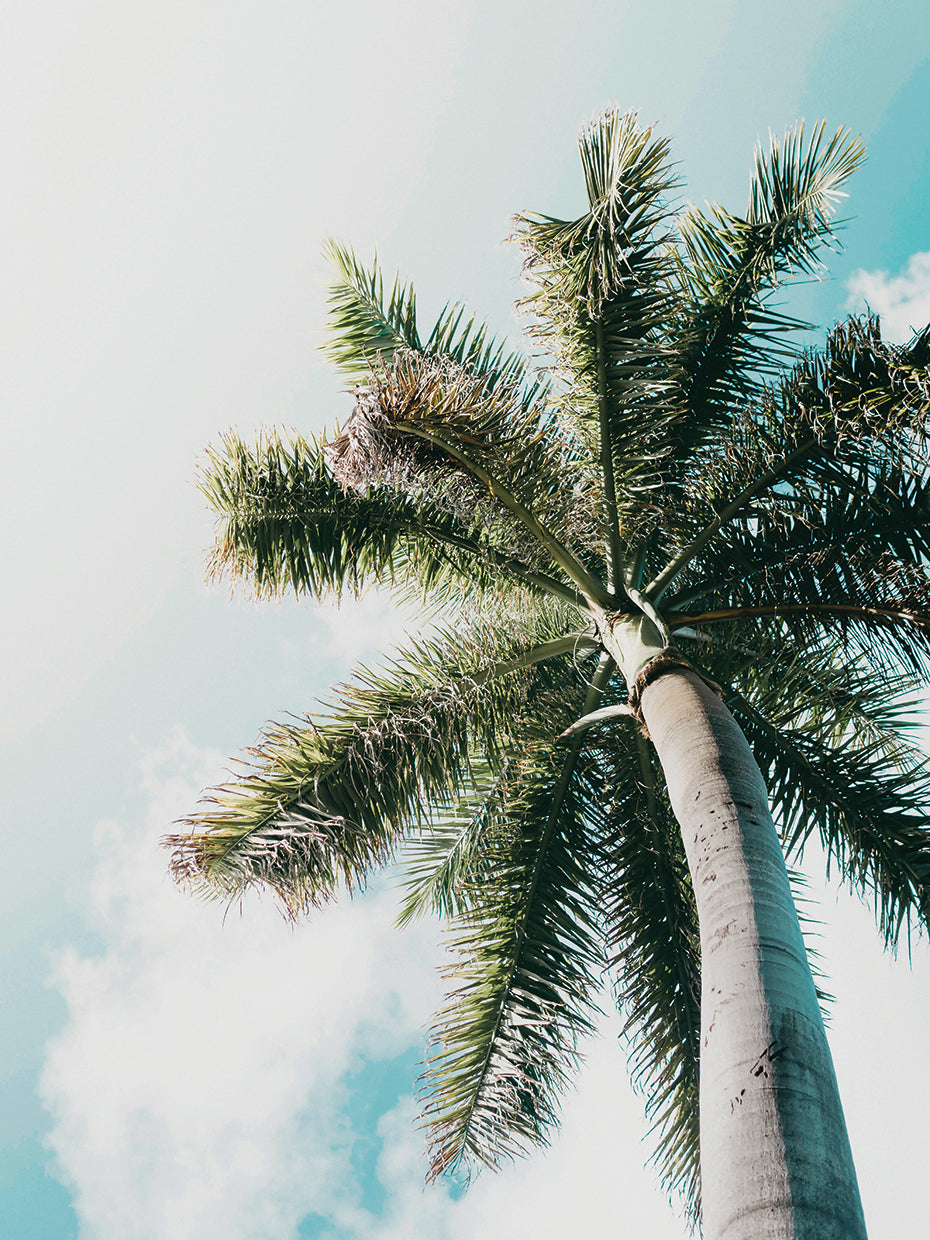 Skyward Palm