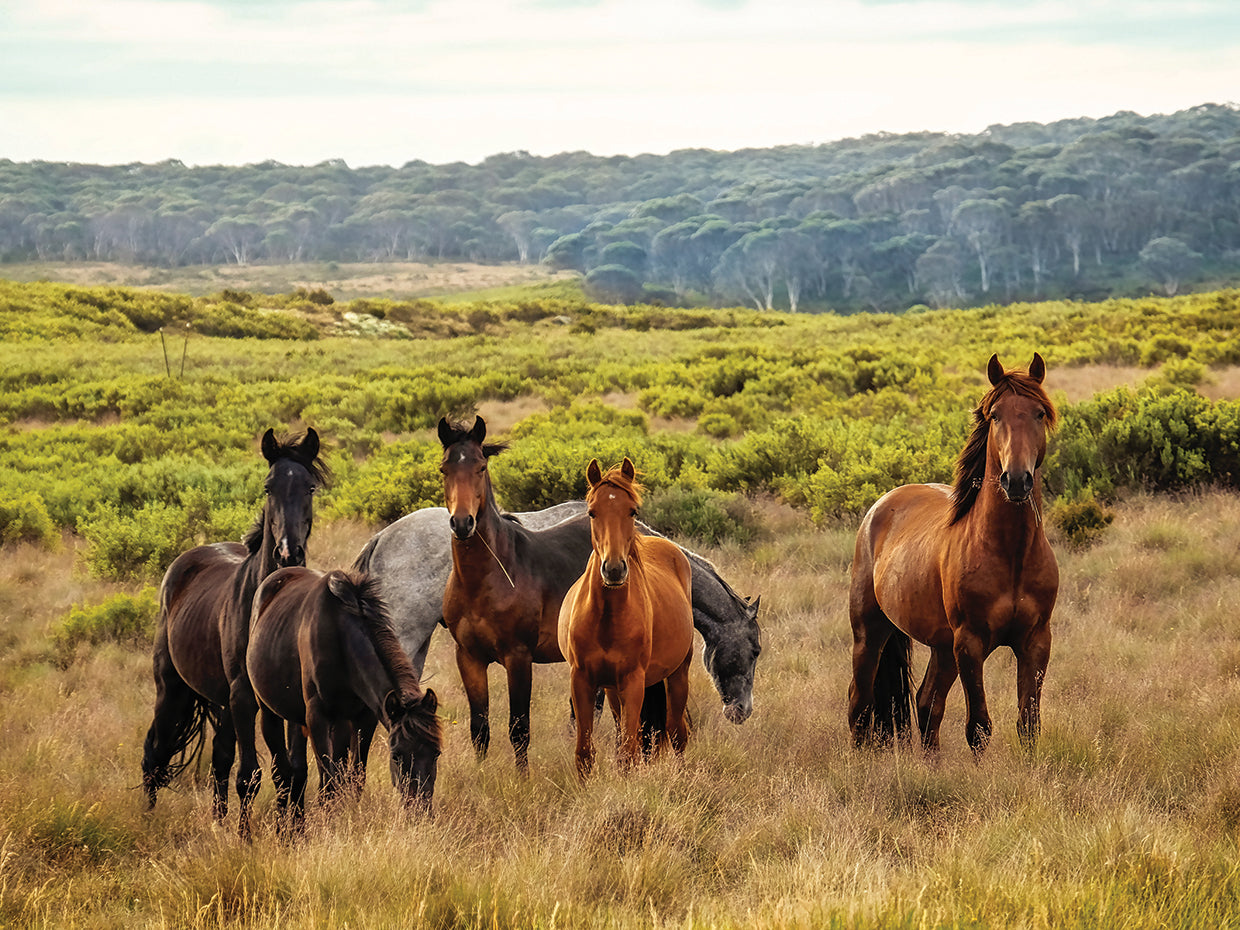 Perfect Neigh-Borhood