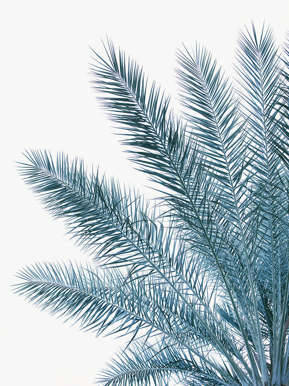 Palm Fresh Irene Suchockis