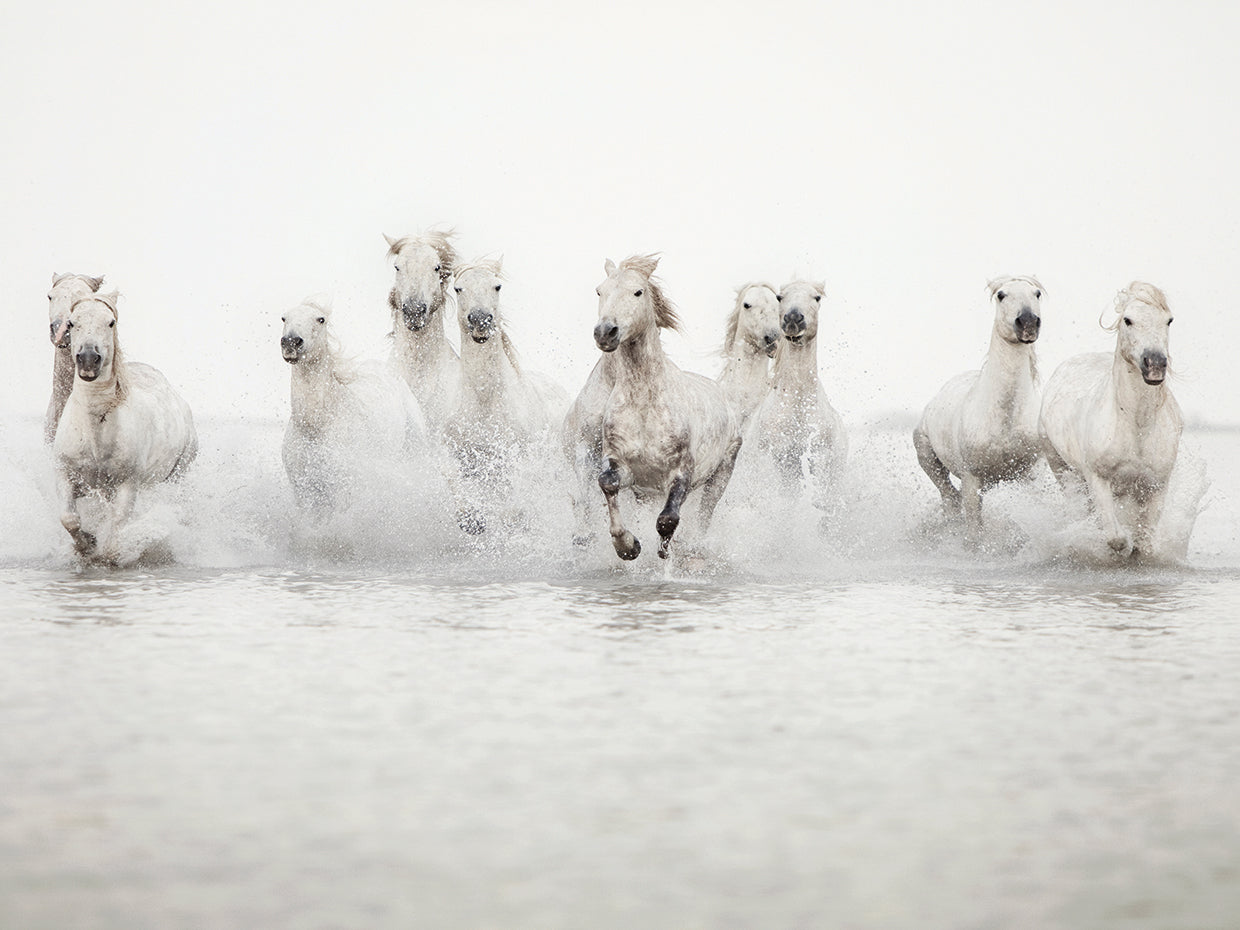 White Horses Irene Suchockis