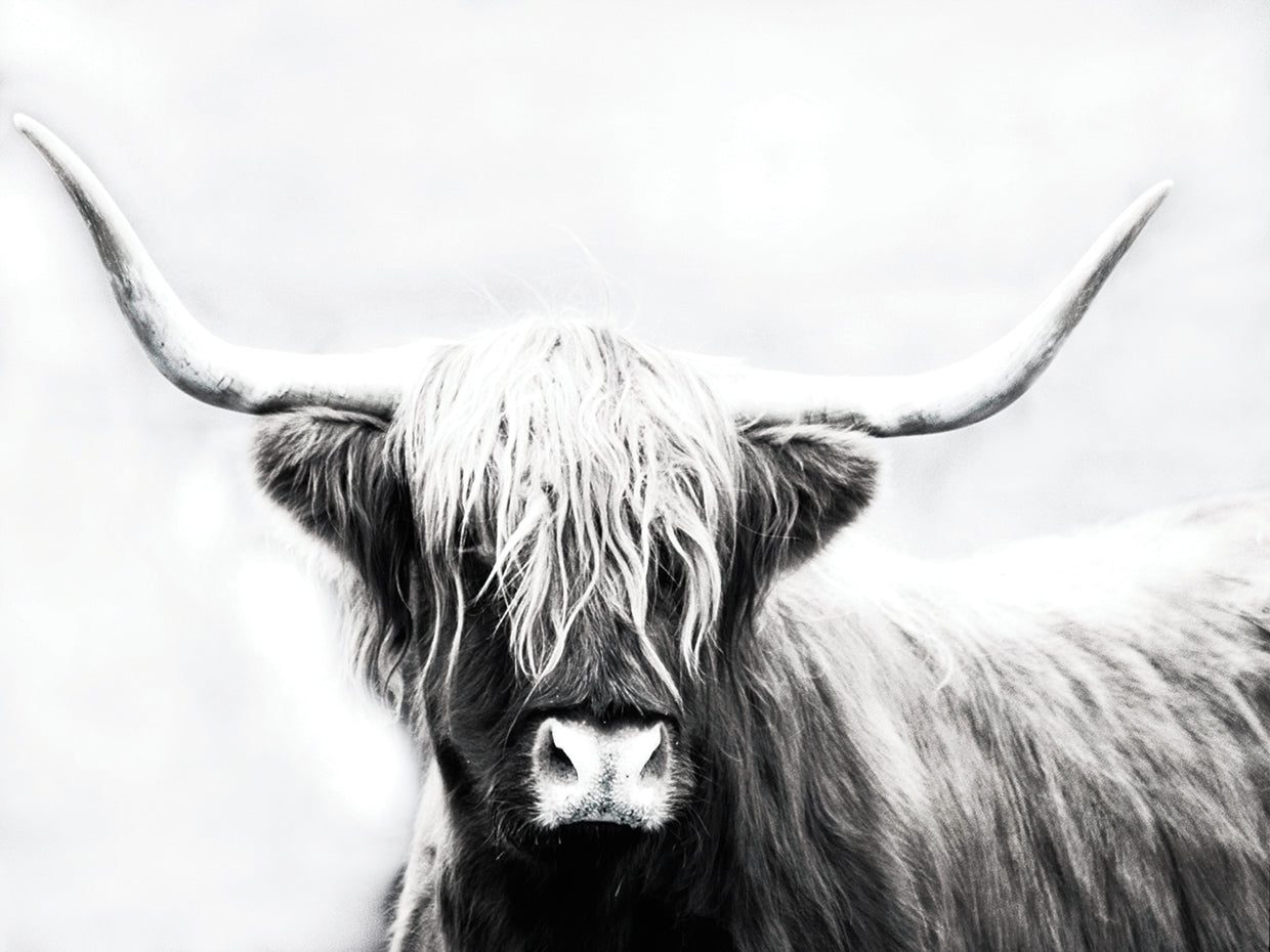 Highland Longhorn