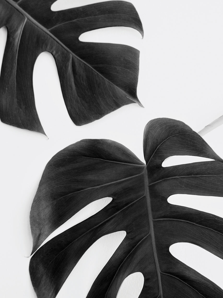 Monstera Duet Noir Irene Suchockis