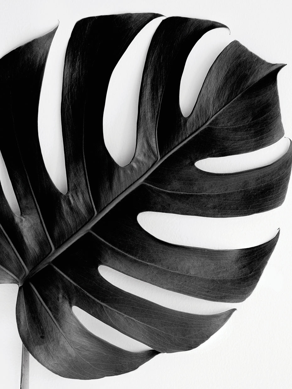 Monstera Solo Noir Irene Suchockis