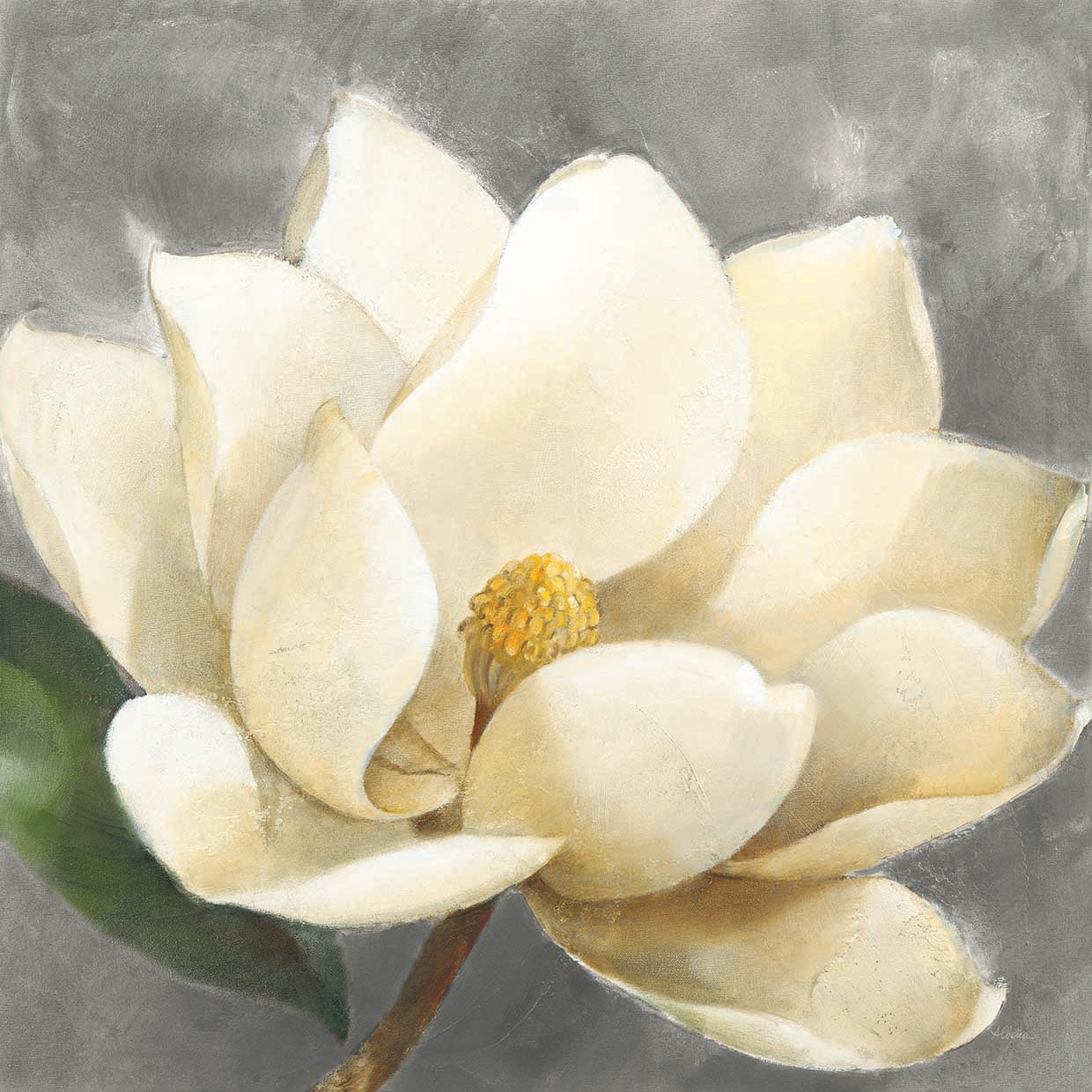Magnolia Blossom on Gray