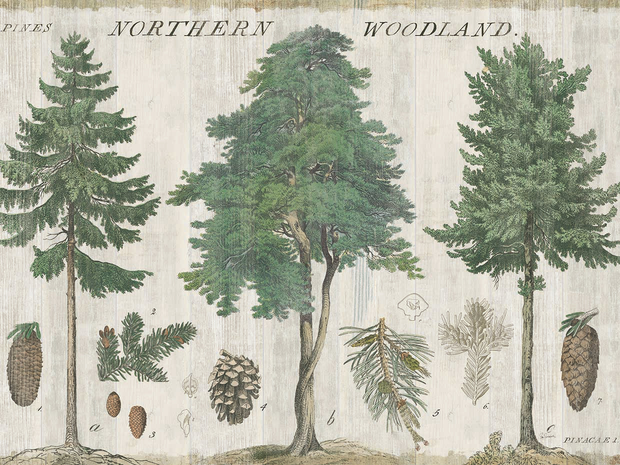 Woodland Chart I