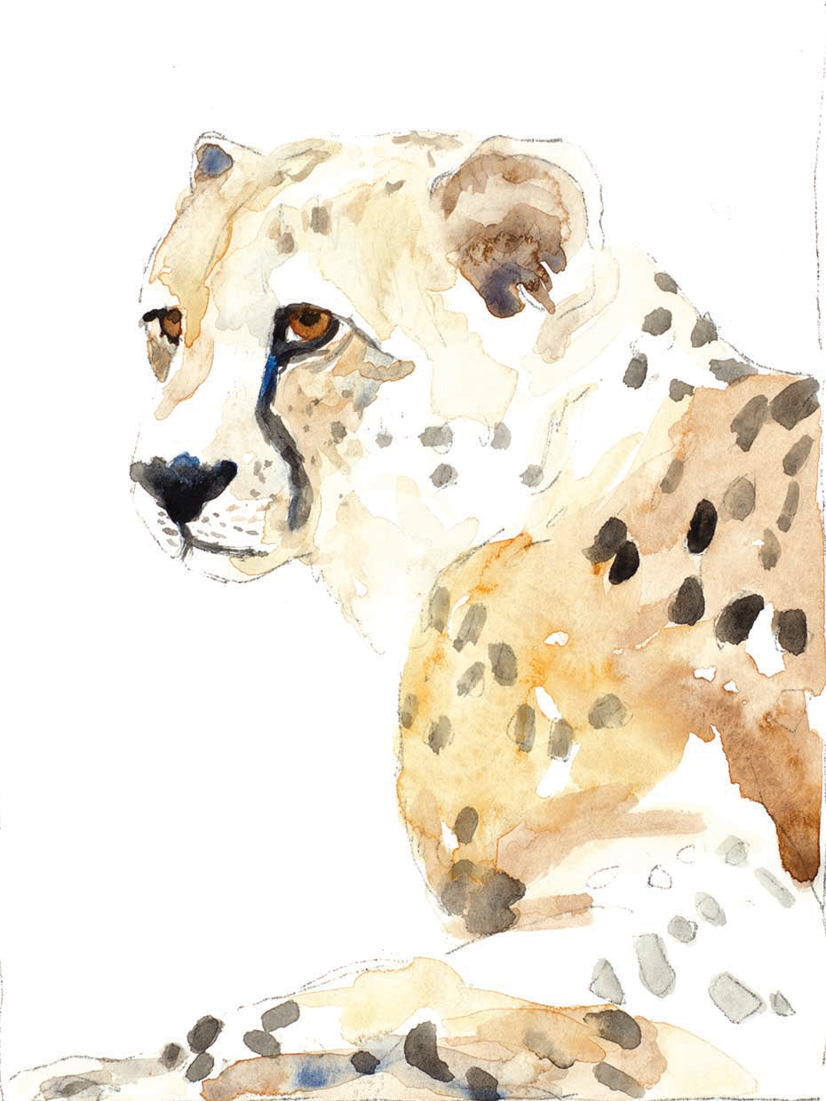 Seated Cheetah