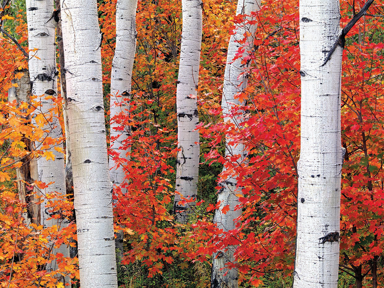 Aspens and Maples