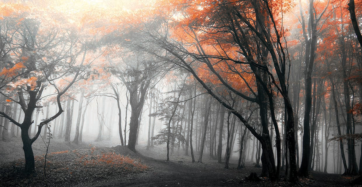 Autumn Woods Incados