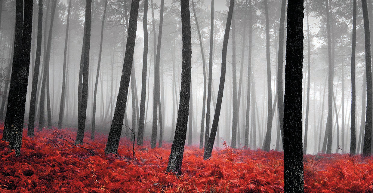 Autumn Woods Incado 2s