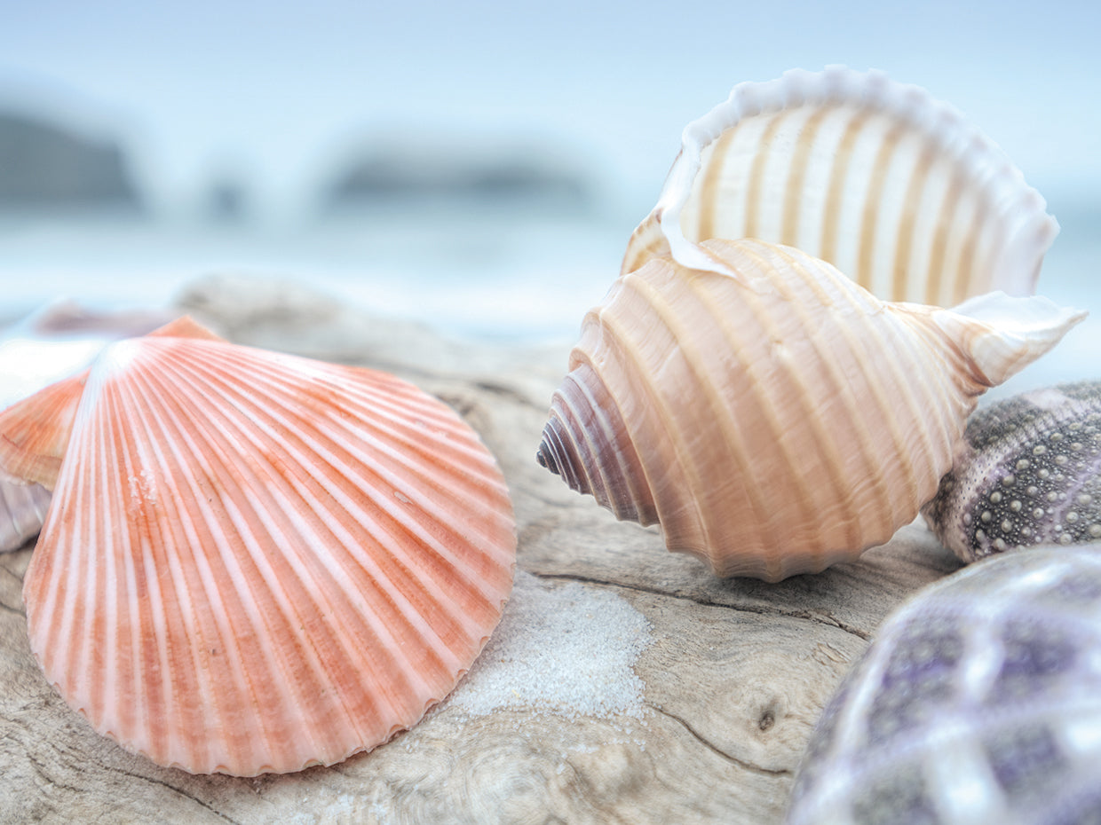 Crescent Beach Shells 10