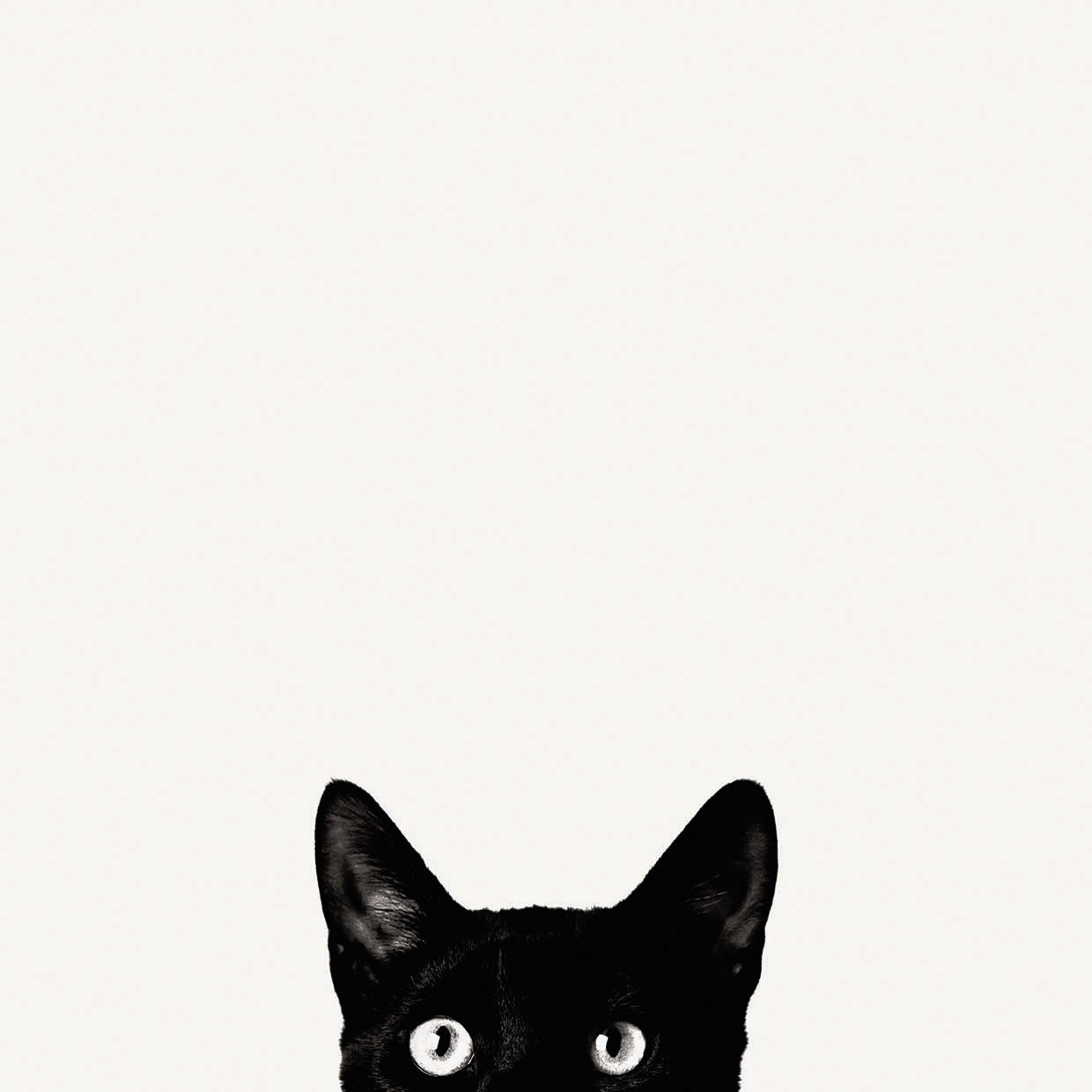 Curiosity by Jon Bertelli is a contemporary black and white cat portrait fine art photo printed on canvas or framed canvas