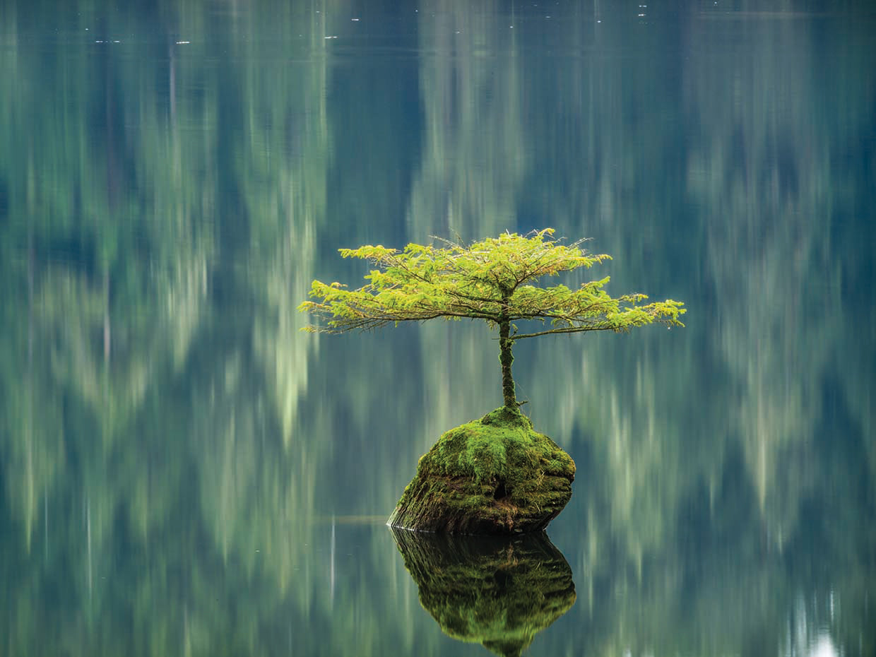 Fairy Lake Bonsai
