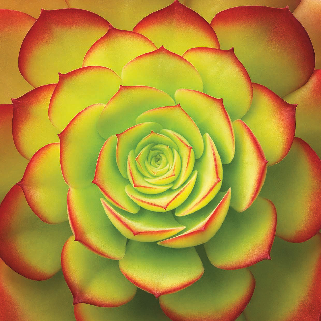 Fiery Succulent