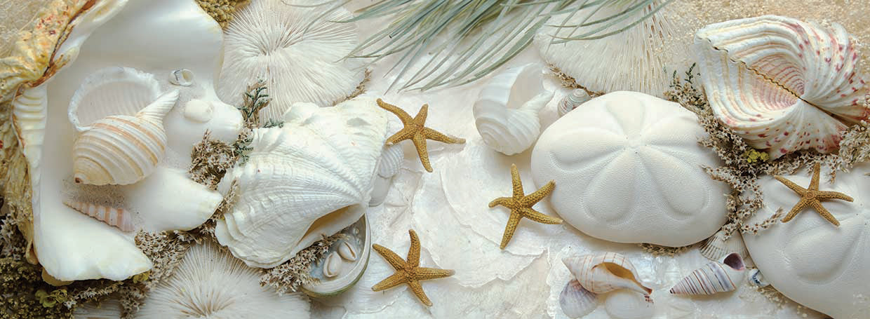 Island Tide Pool No. 5