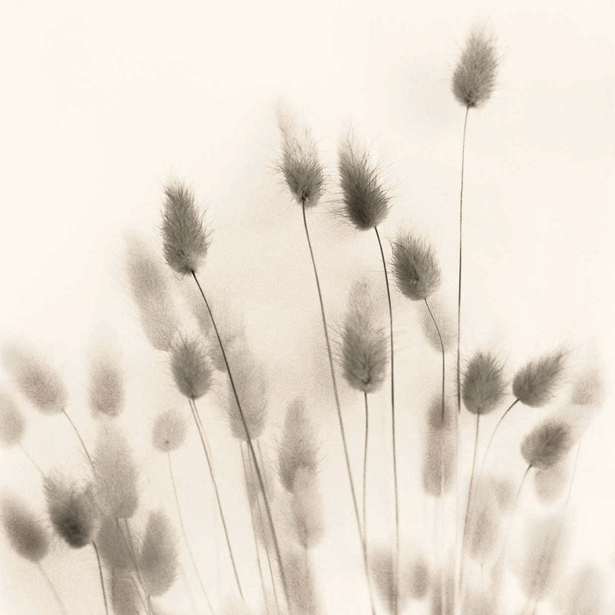 Italian Tall Grass No. 2