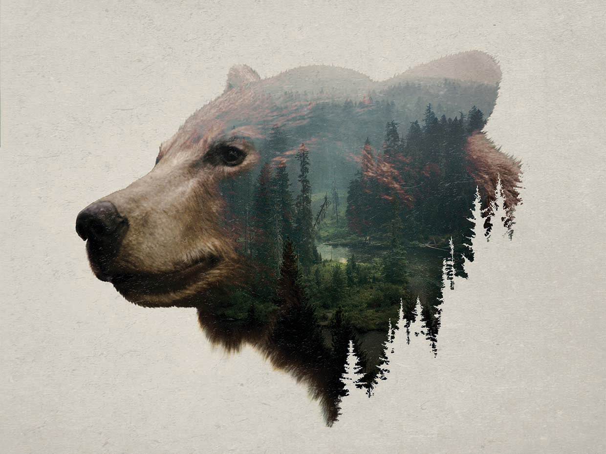 Pacific Northwest Black Bear