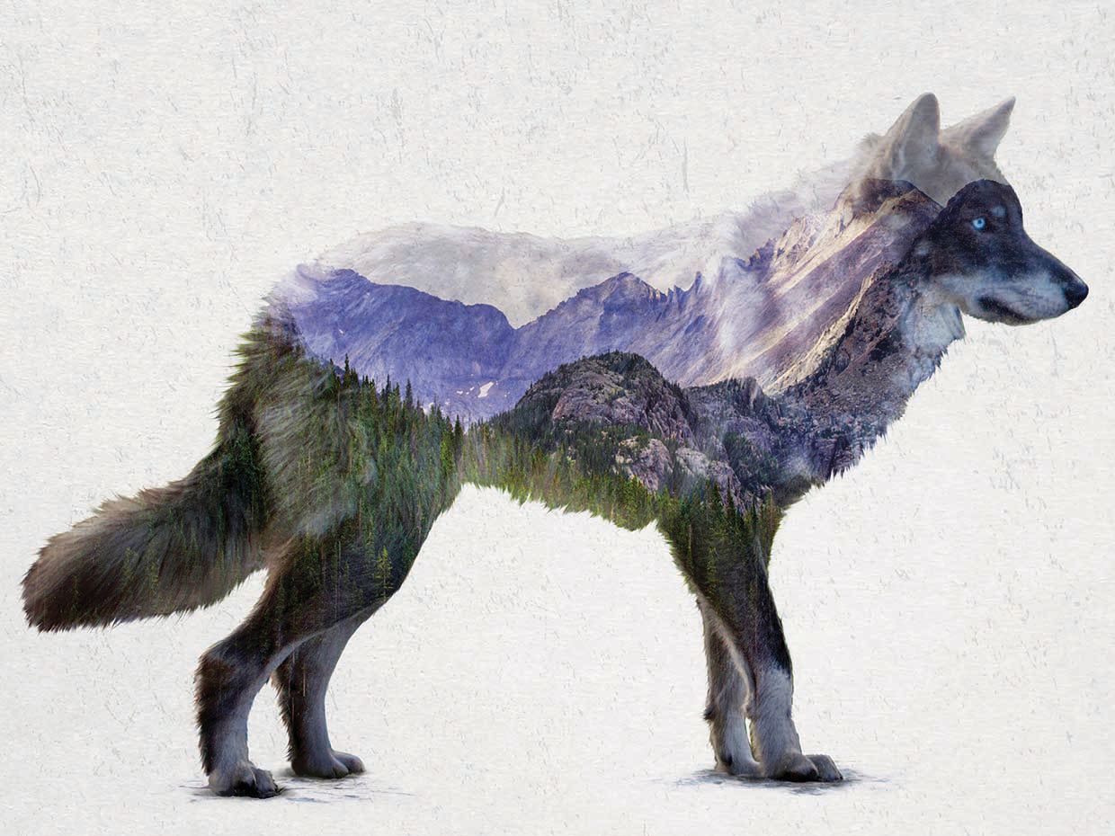 Rocky Mountain Grey Wolf