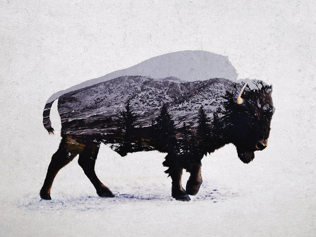 The American Bison
