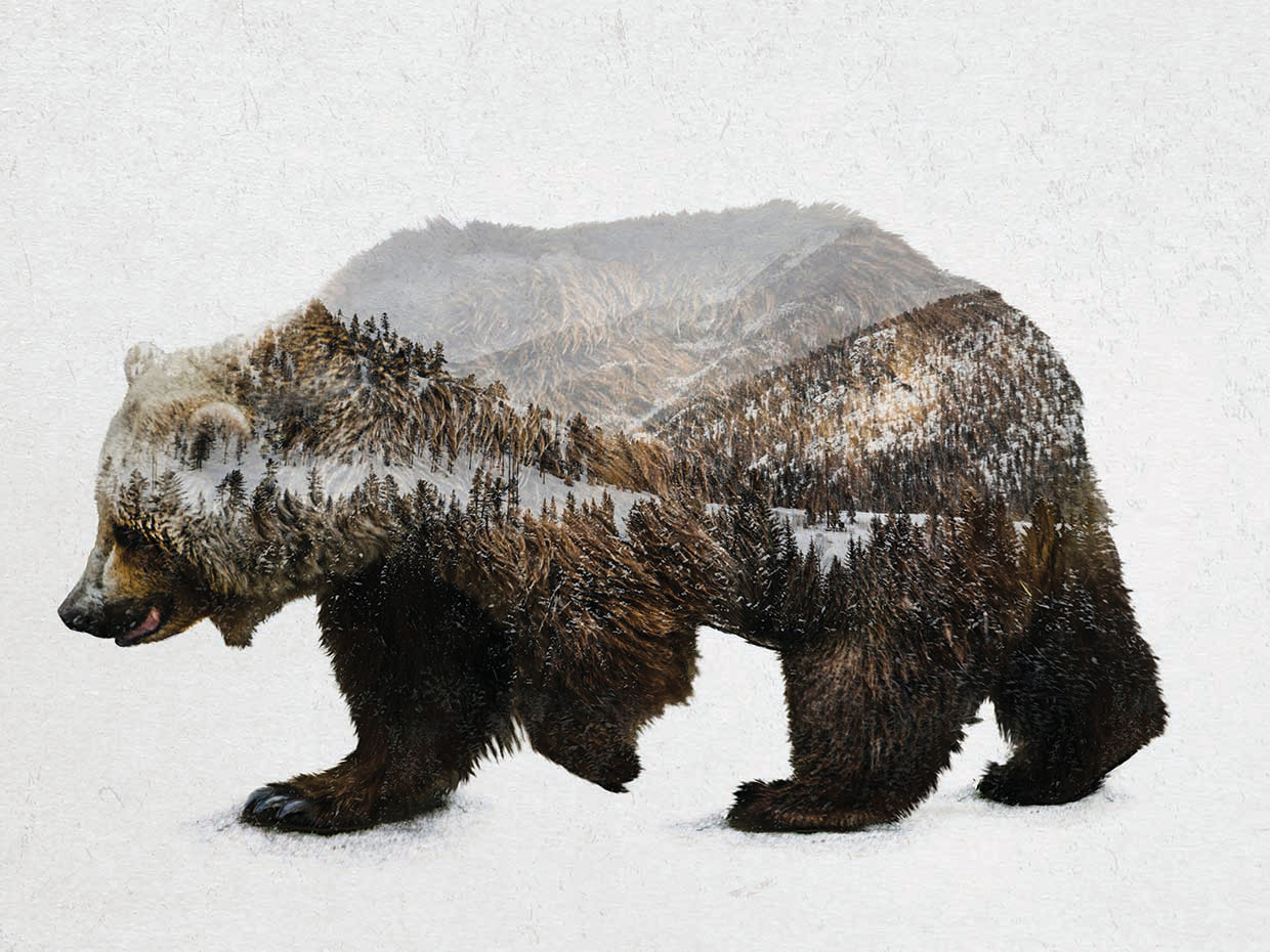 The Kodiak Brown Bear