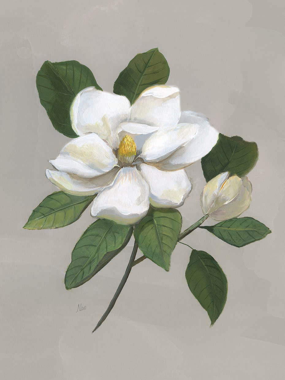 Botanical Magnolia by Nan - top quality wall art work on large canvas & framed canvas prints