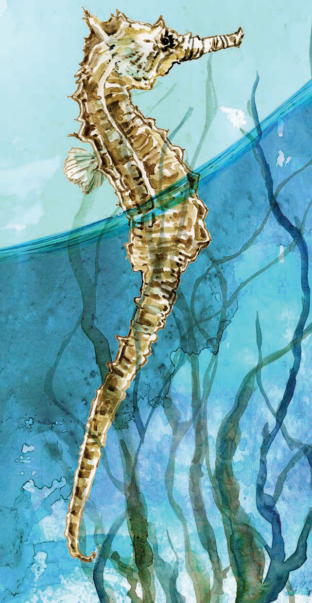 Delray Seahorse I by Carol Robinson - lowest price wall art work on large canvas & framed canvas prints