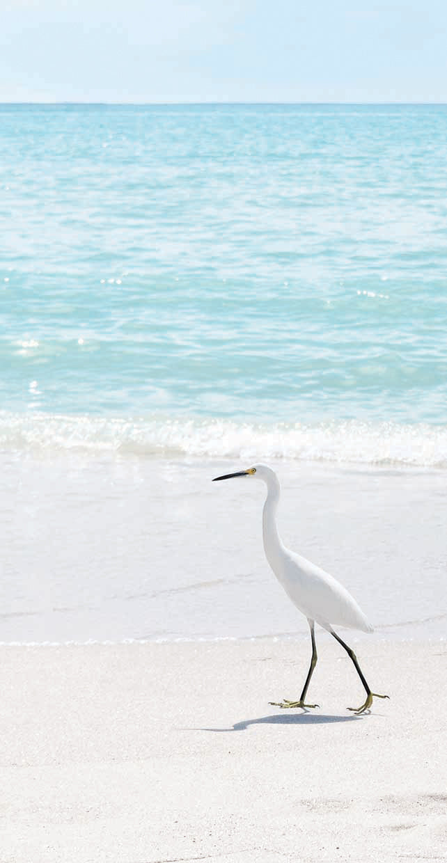 Summer Egret II