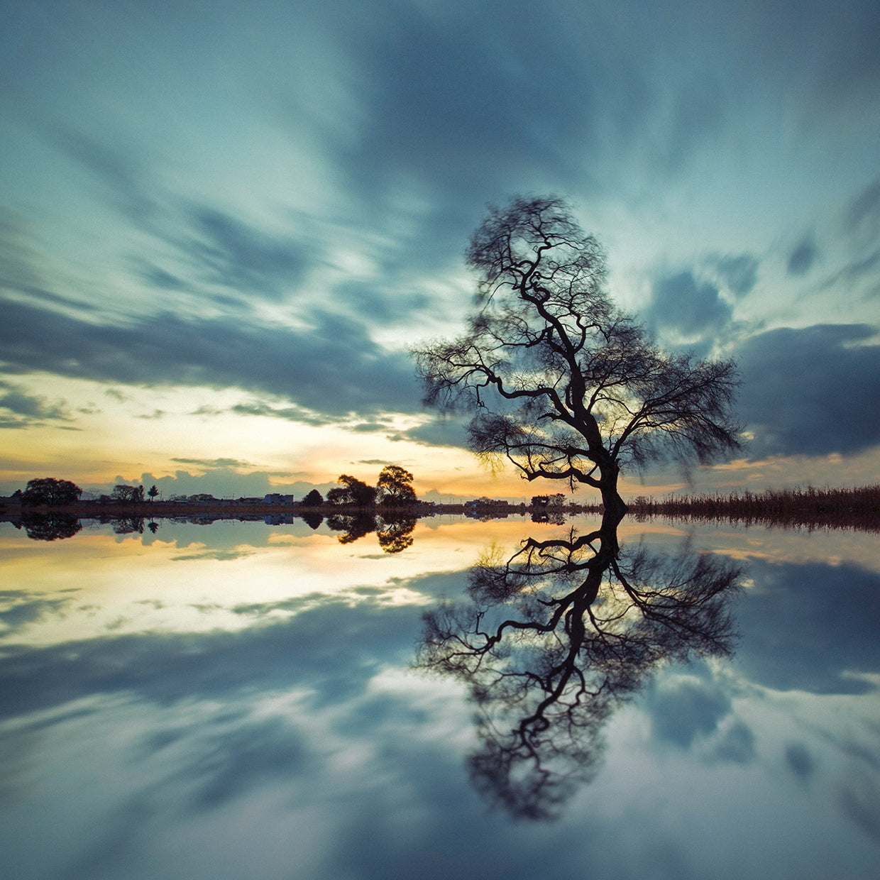 Arbol Solitario en Temoaya Color Reflect by Moises Levy - larger sizes handcrafted wall art work on large canvas & framed canvas prints