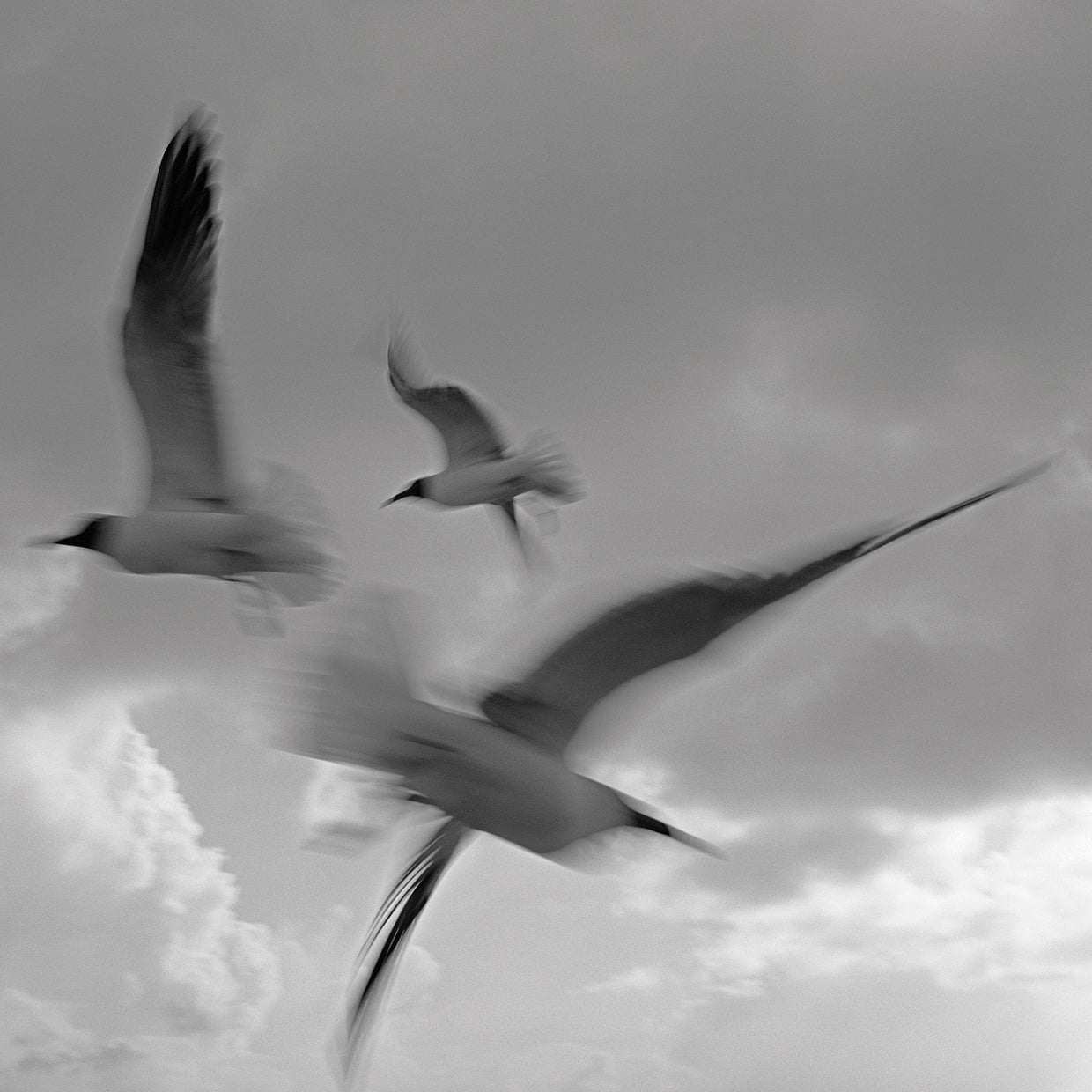 Dance by Moises Levy - handcrafted wall art work on large canvas & framed canvas prints, made to order