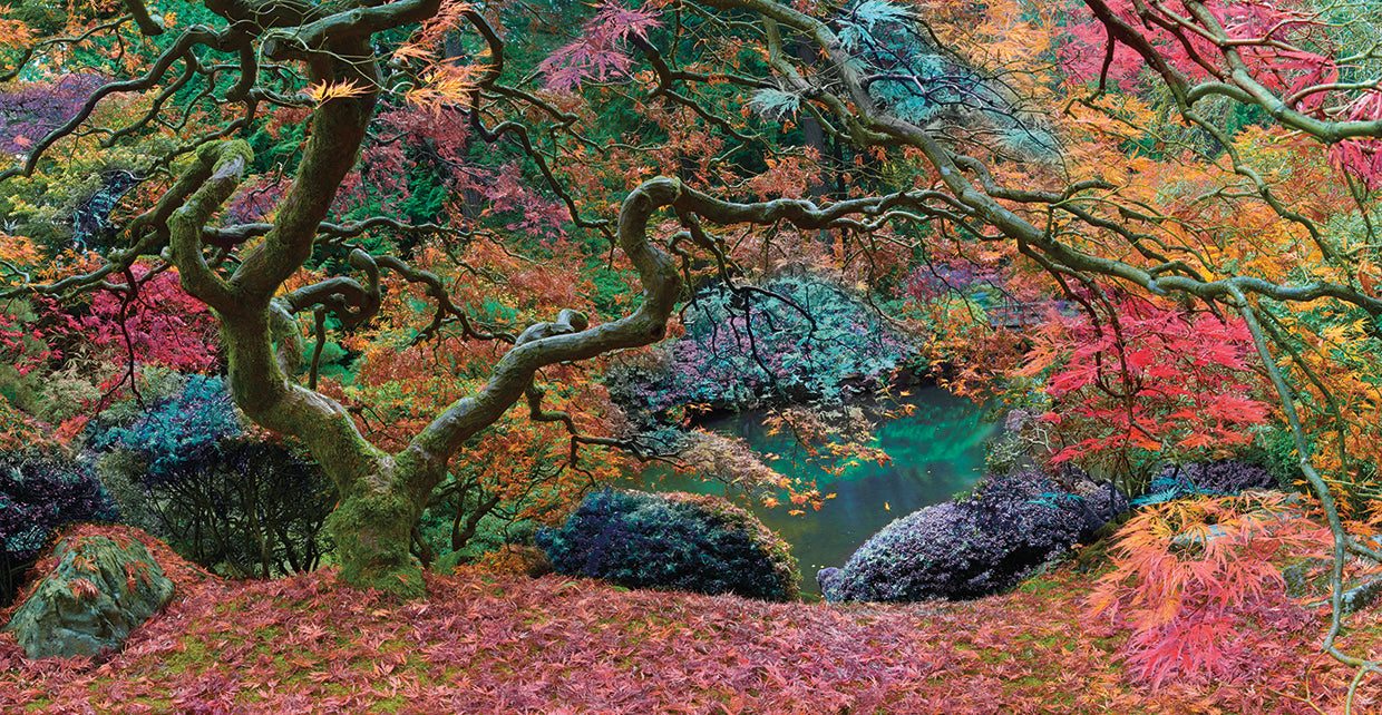 Final Rainbow Tree by Moises Levy - larger sizes handcrafted wall art work on large canvas & framed canvas prints
