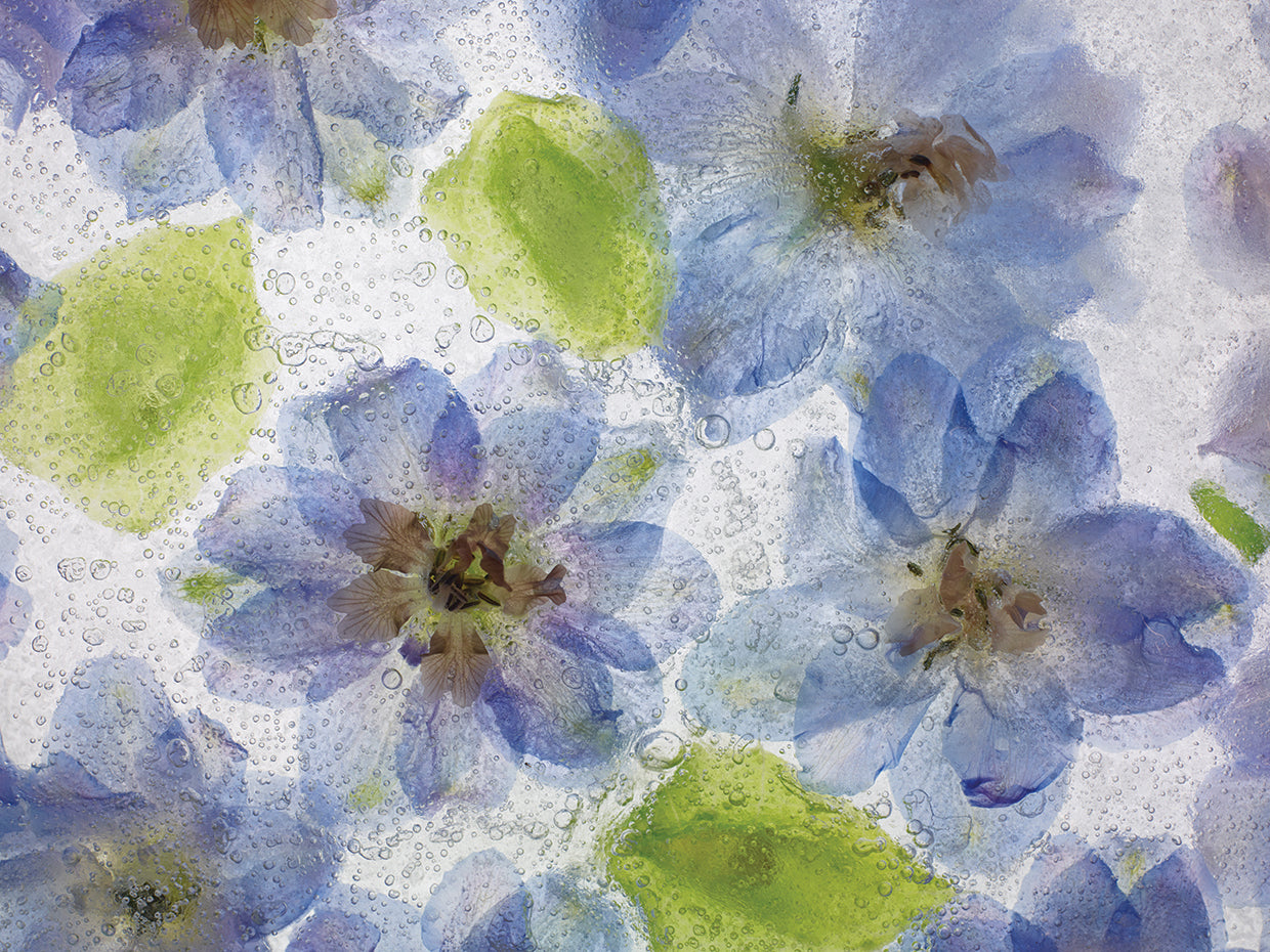 Flores Congeladas Mar141536 by Moises Levy - lowest price wall art work on large canvas & framed canvas prints