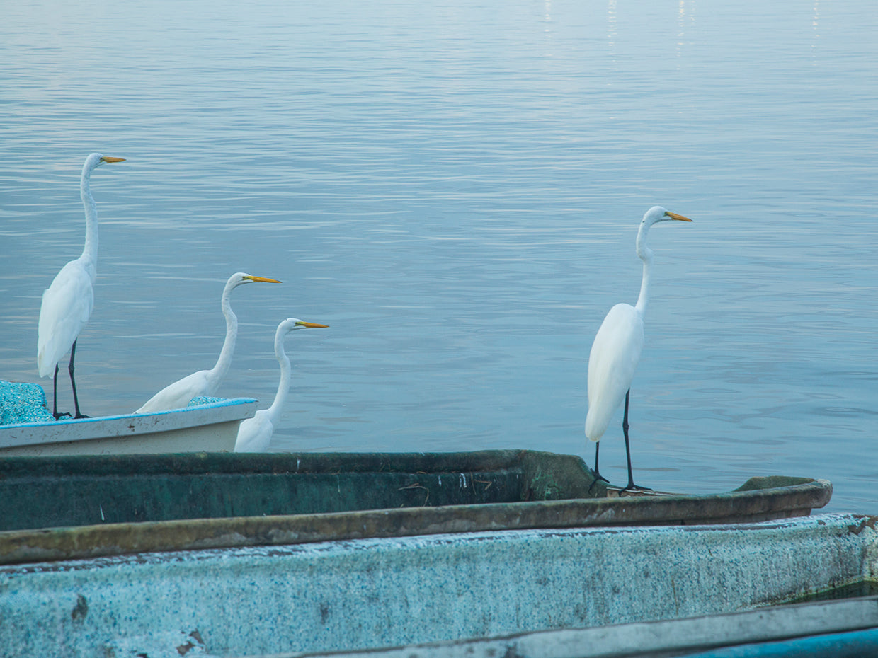 Garzas-2-2 by Moises Levy - top quality wall art work on large canvas & framed canvas prints