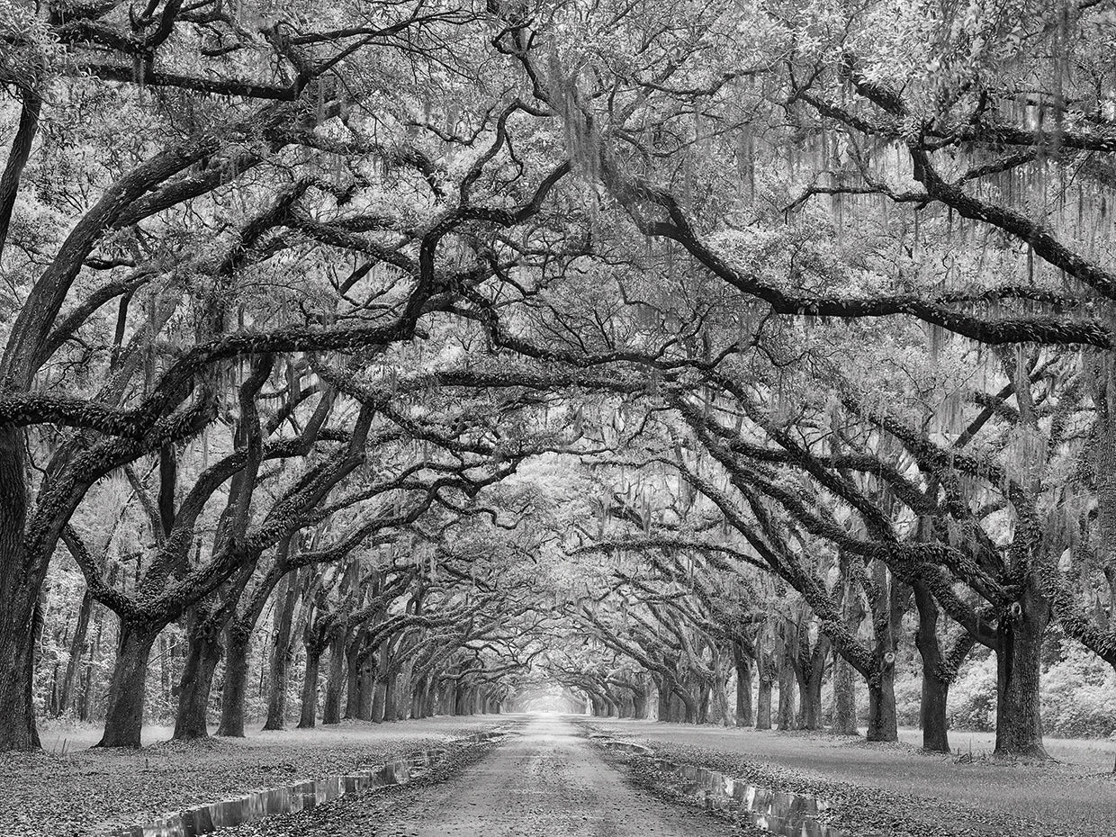 Oaks Avenue 1 BW by Moises Levy is a timeless black and white photo printed on canvas or framed canvas