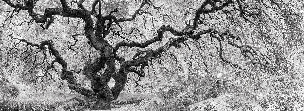 Old Maple by Moises Levy - top quality wall art work on large canvas & framed canvas prints