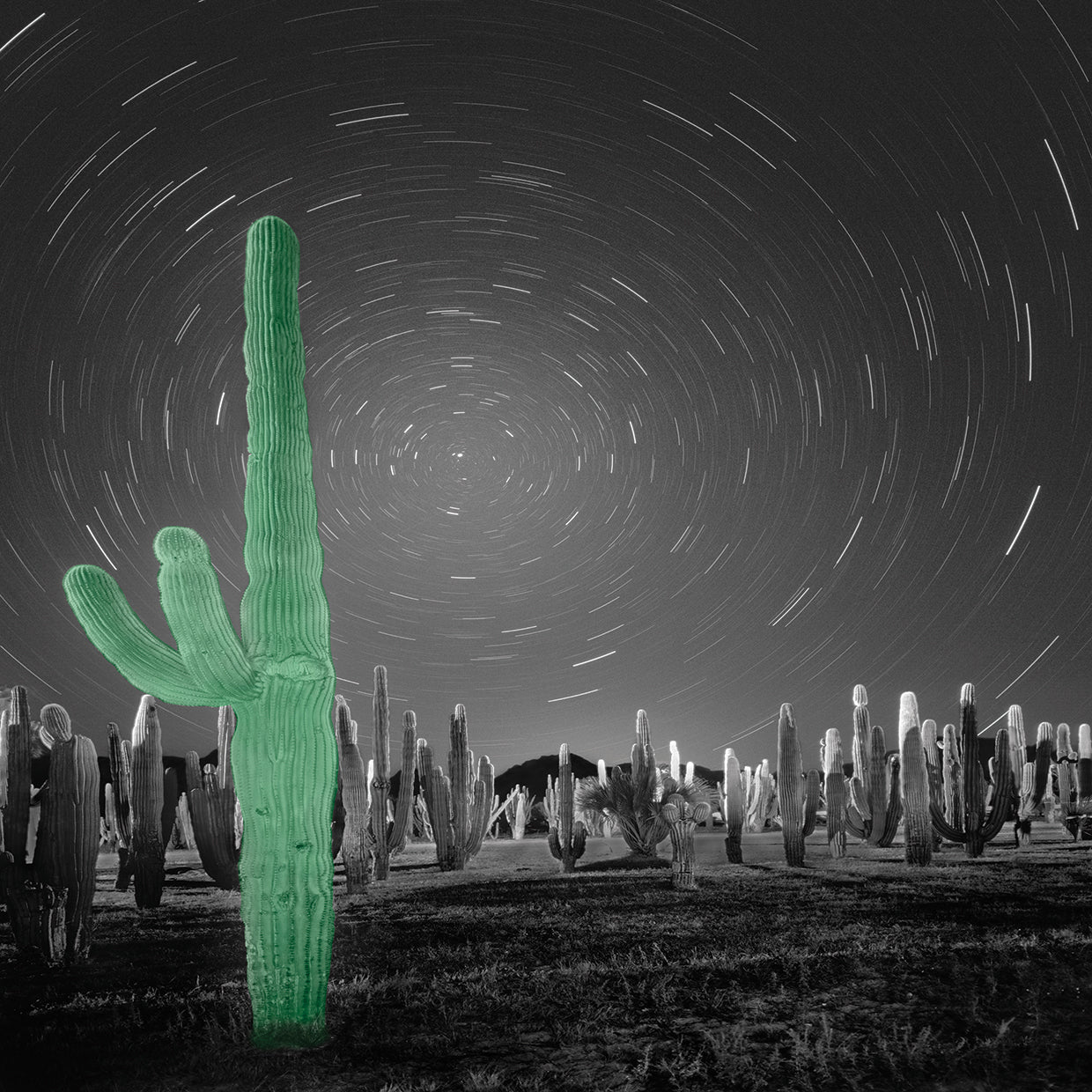 Sonora 7-8 BW - Pop by Moises Levy - top quality wall art work on large canvas & framed canvas prints