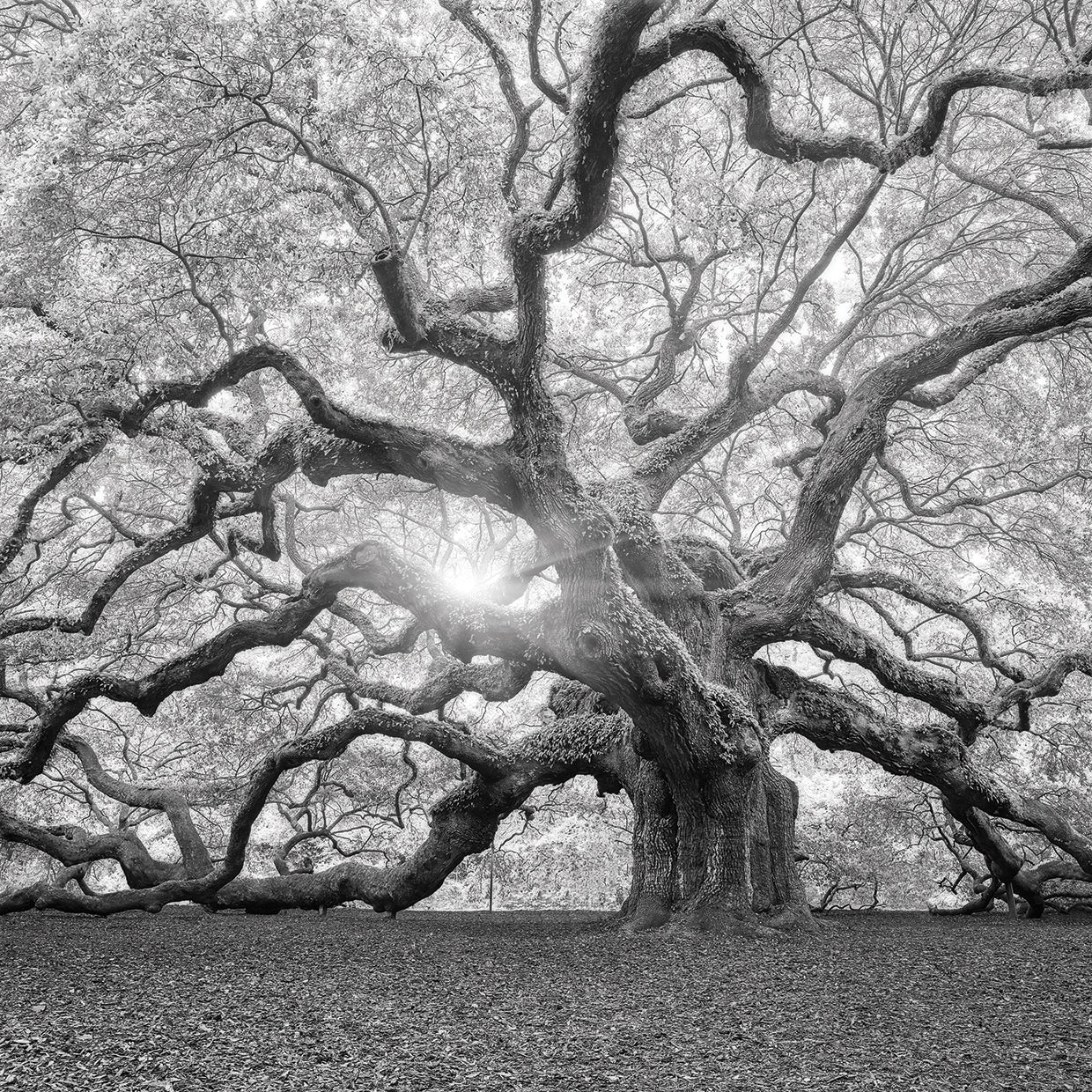 The Tree Square-BW 2 by Moises Levy - top quality wall art work on large canvas & framed canvas prints