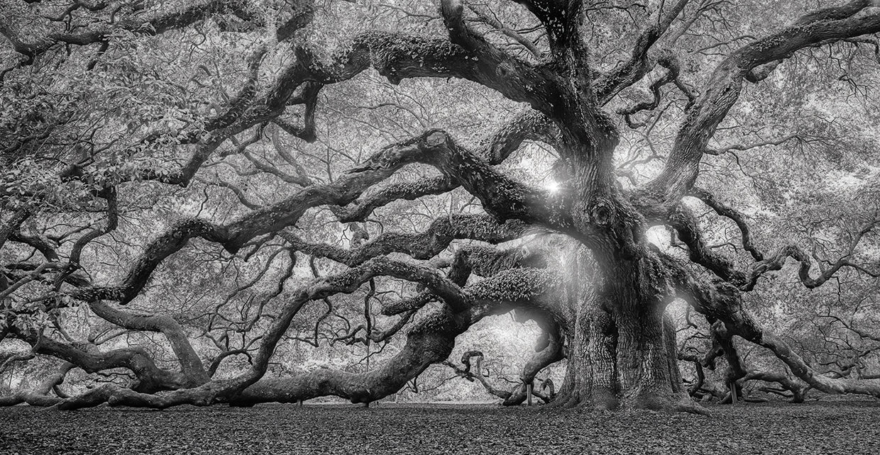 Tree Of Light BW FL by Moises Levy - top quality wall art work on large canvas & framed canvas prints