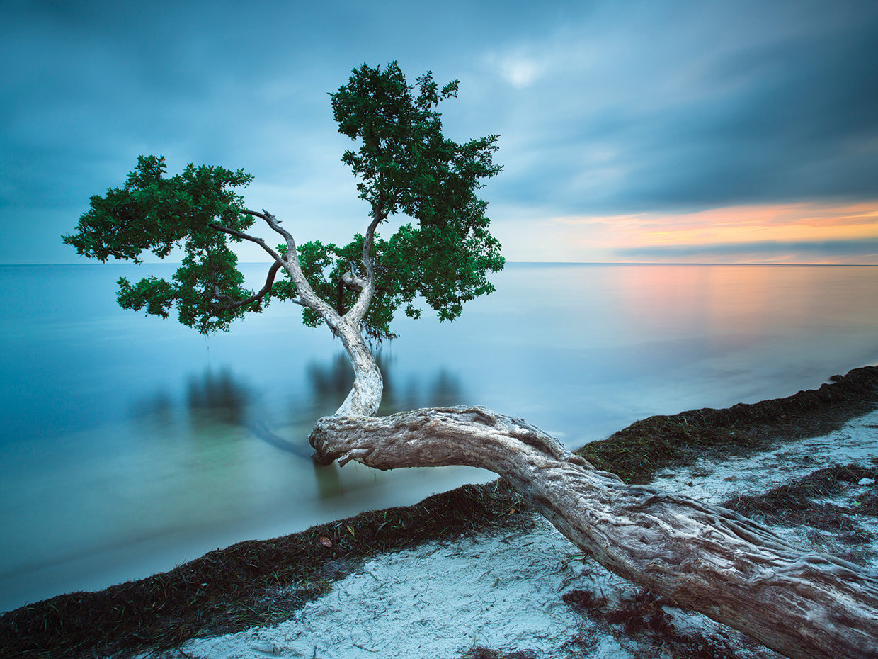 Water Tree 10 Color by Moises Levy - larger sizes handcrafted wall art work on large canvas & framed canvas prints