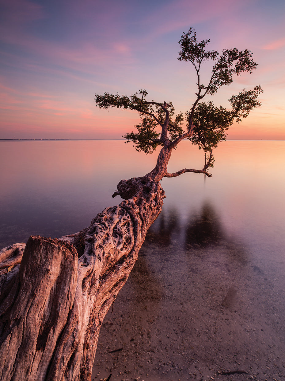 Water Tree IV by Moises Levy - highest quality handcrafted wall art work on large canvas & framed canvas prints