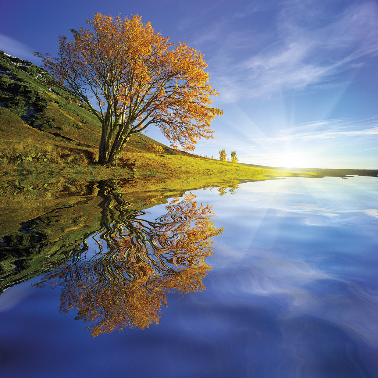 Yellow Tree Reflection by Moises Levy - lowest price wall art work on large canvas & framed canvas prints