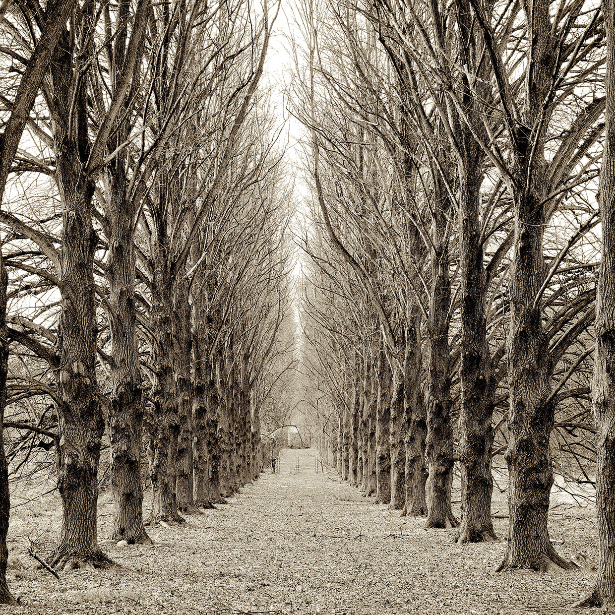 Hampton Gates Promenade III